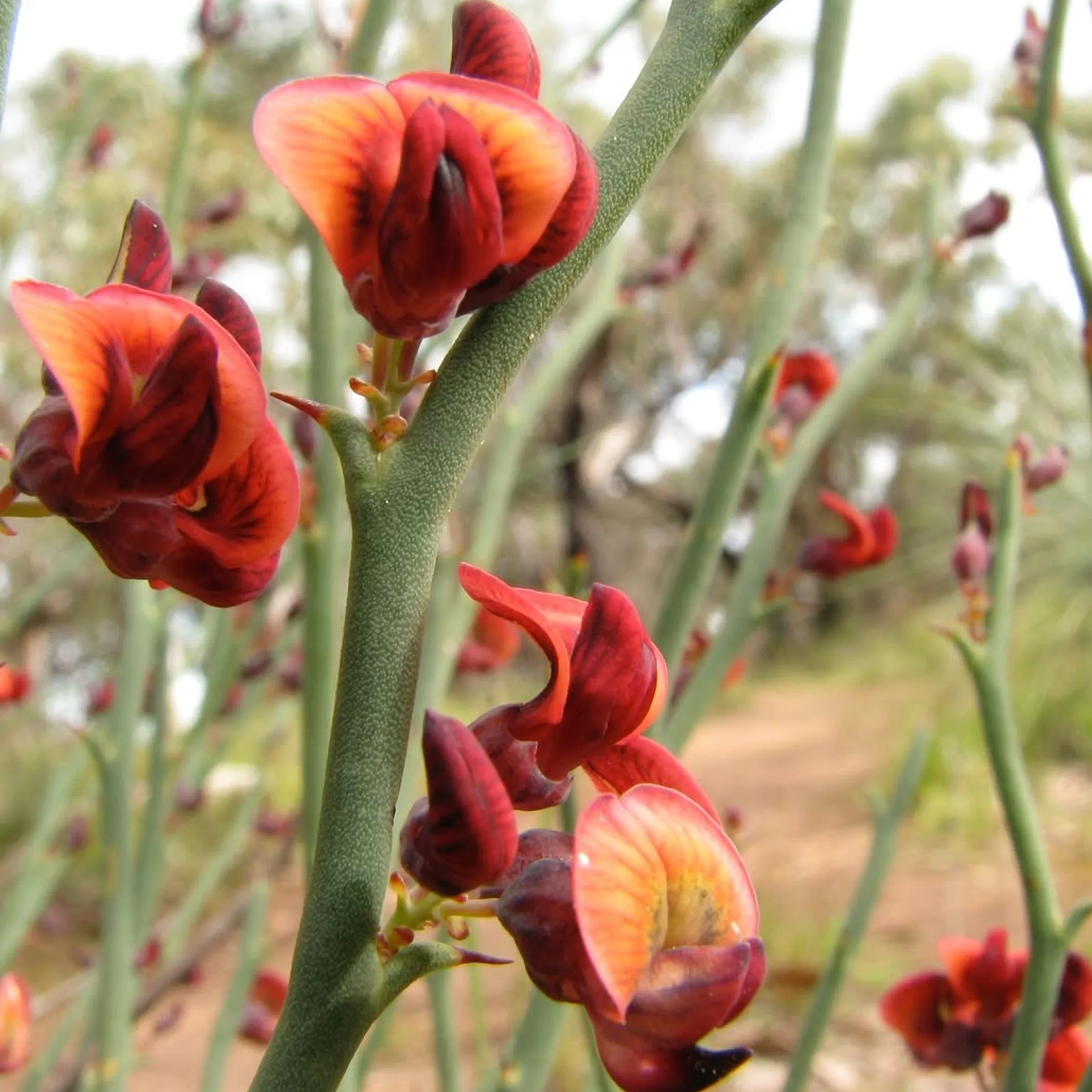 vibrant native wildflowers in bloom