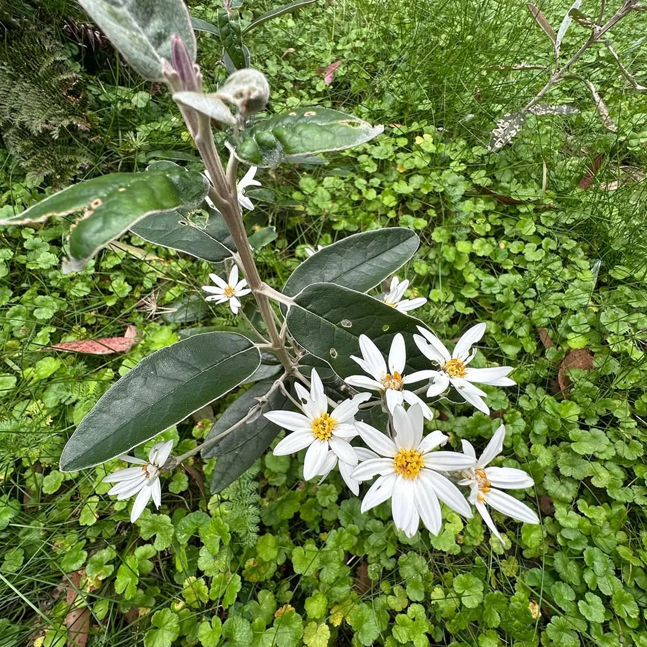 wildflowers in victorian mountains
