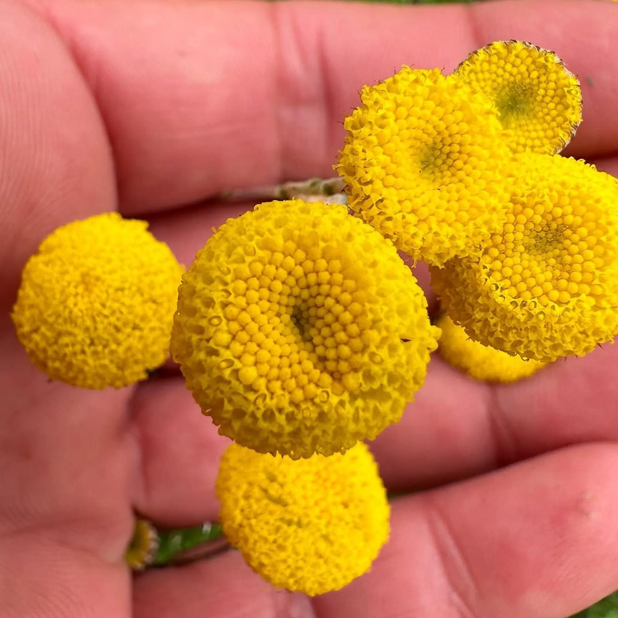 victorian wildflowers in bloom