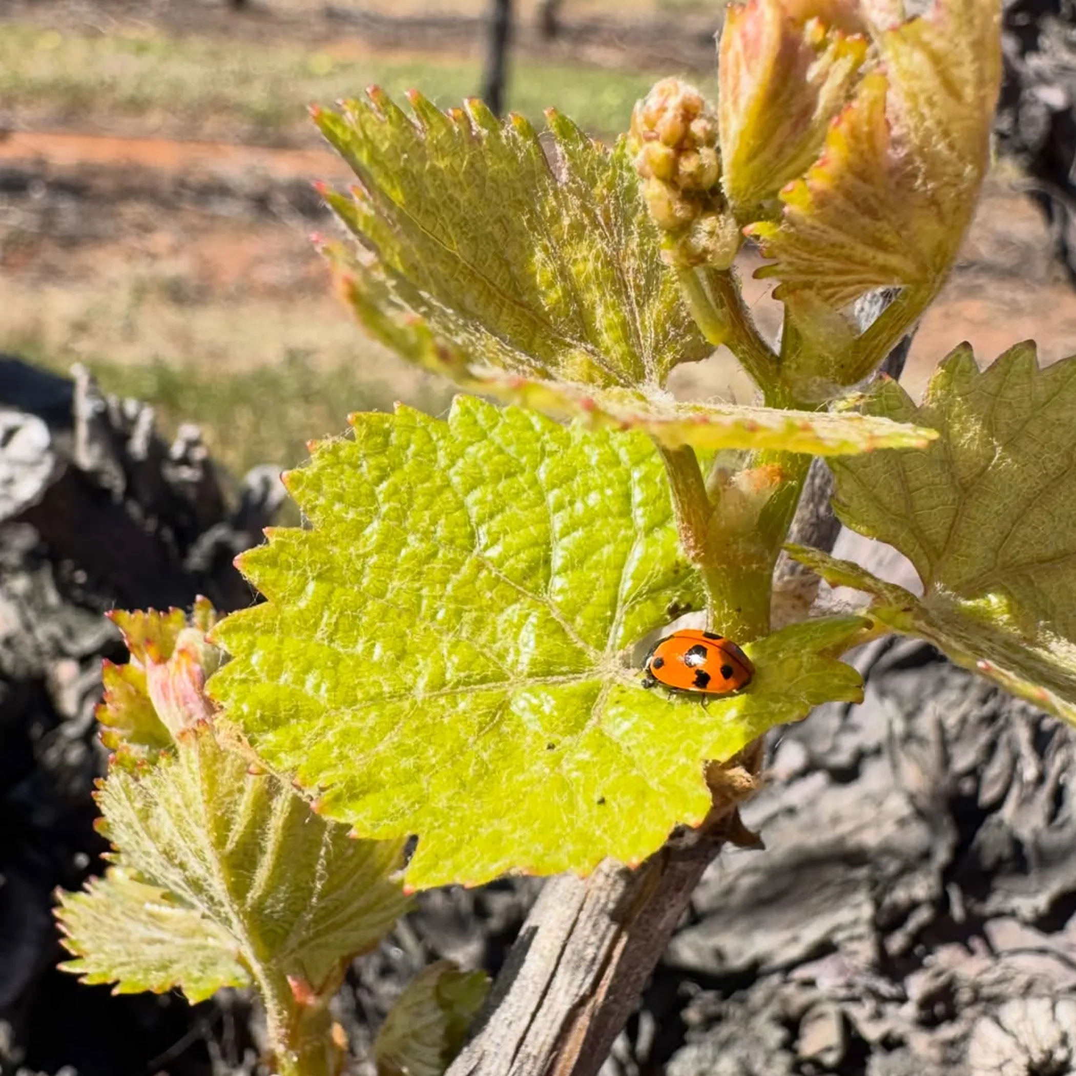 hunter valley vineyard rows