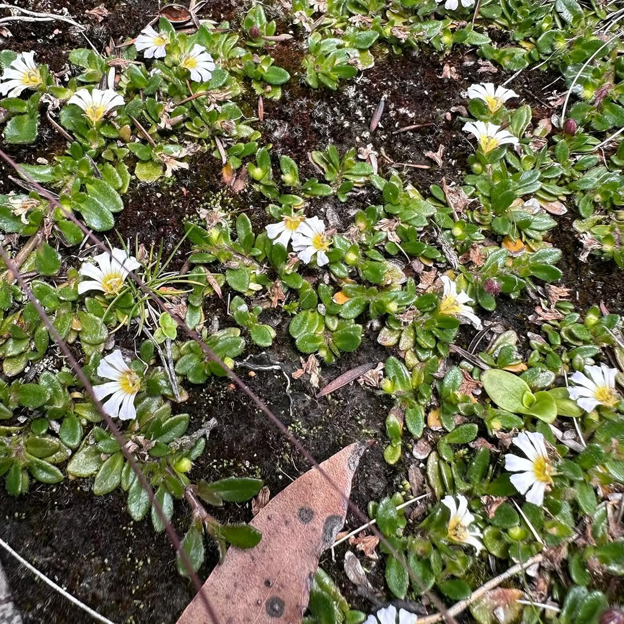 victorian alpine wildflowers