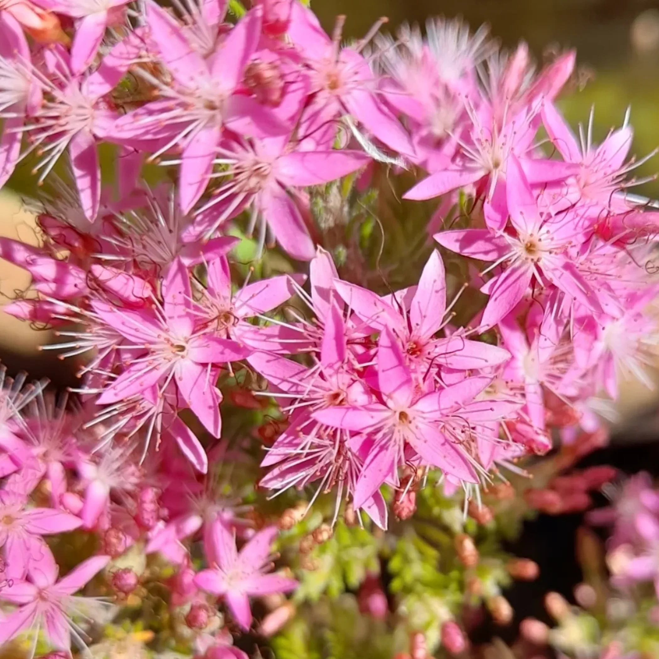 abundant pink wildflowers