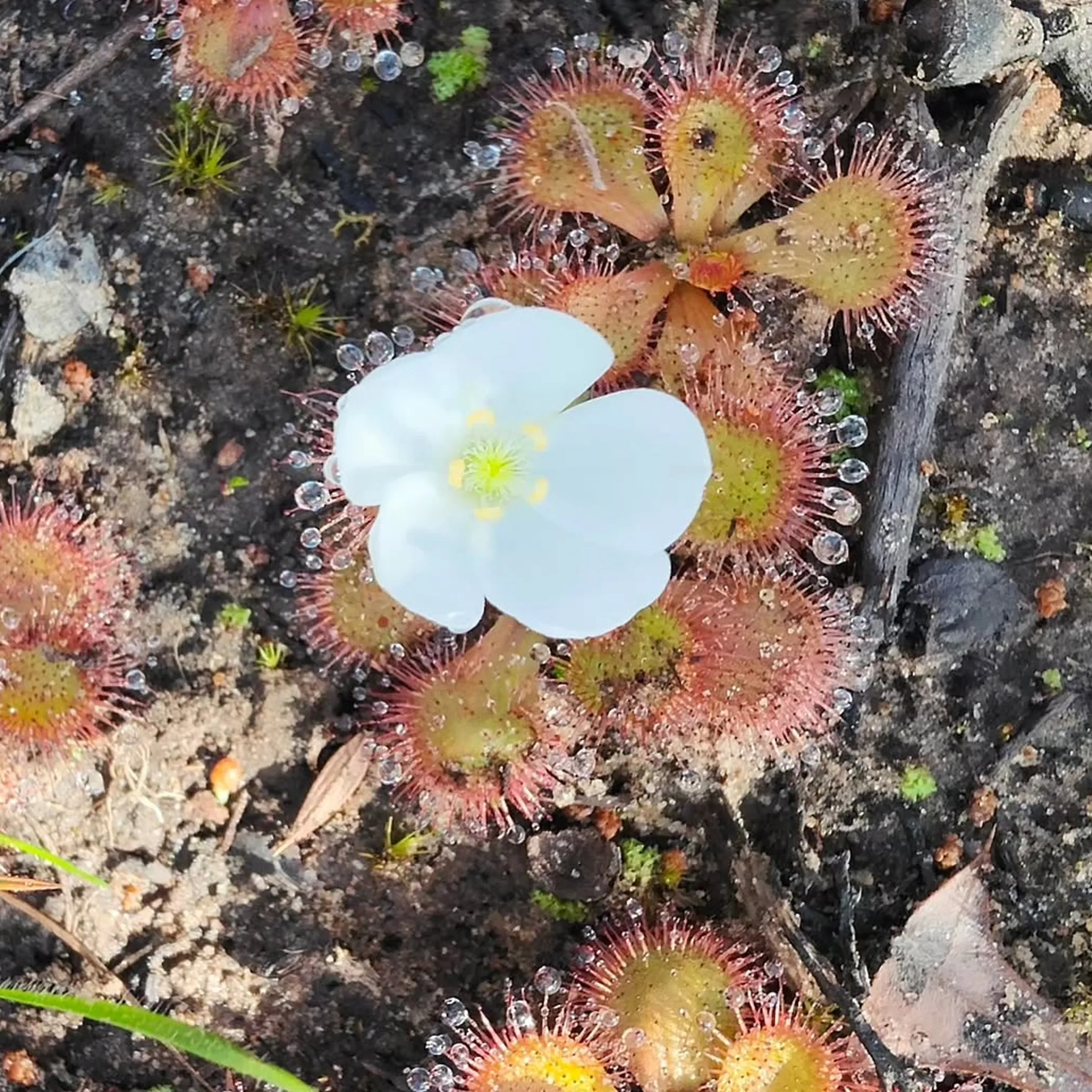 victorian wildflowers in bloom