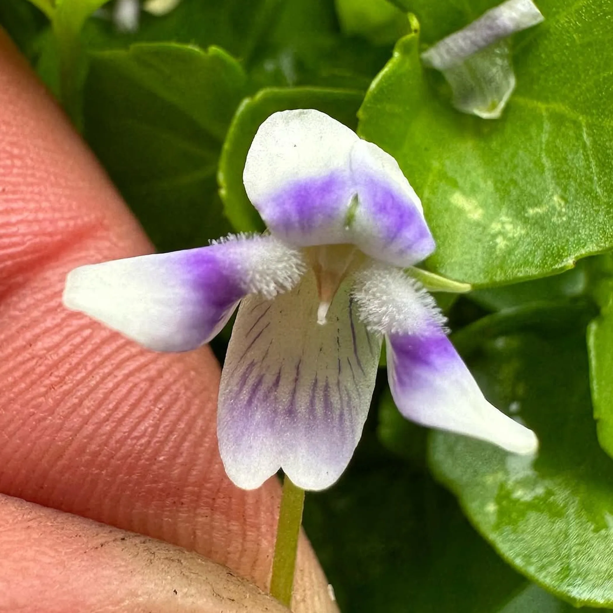 photo of wildflowers