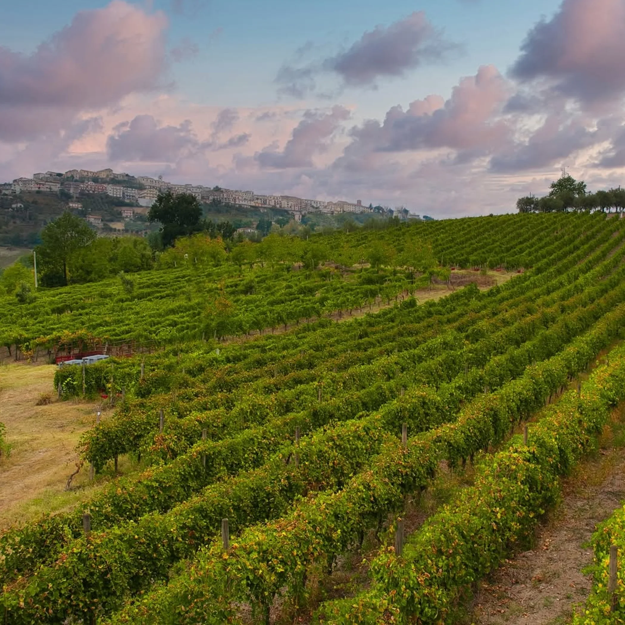 vineyard scenery for wine