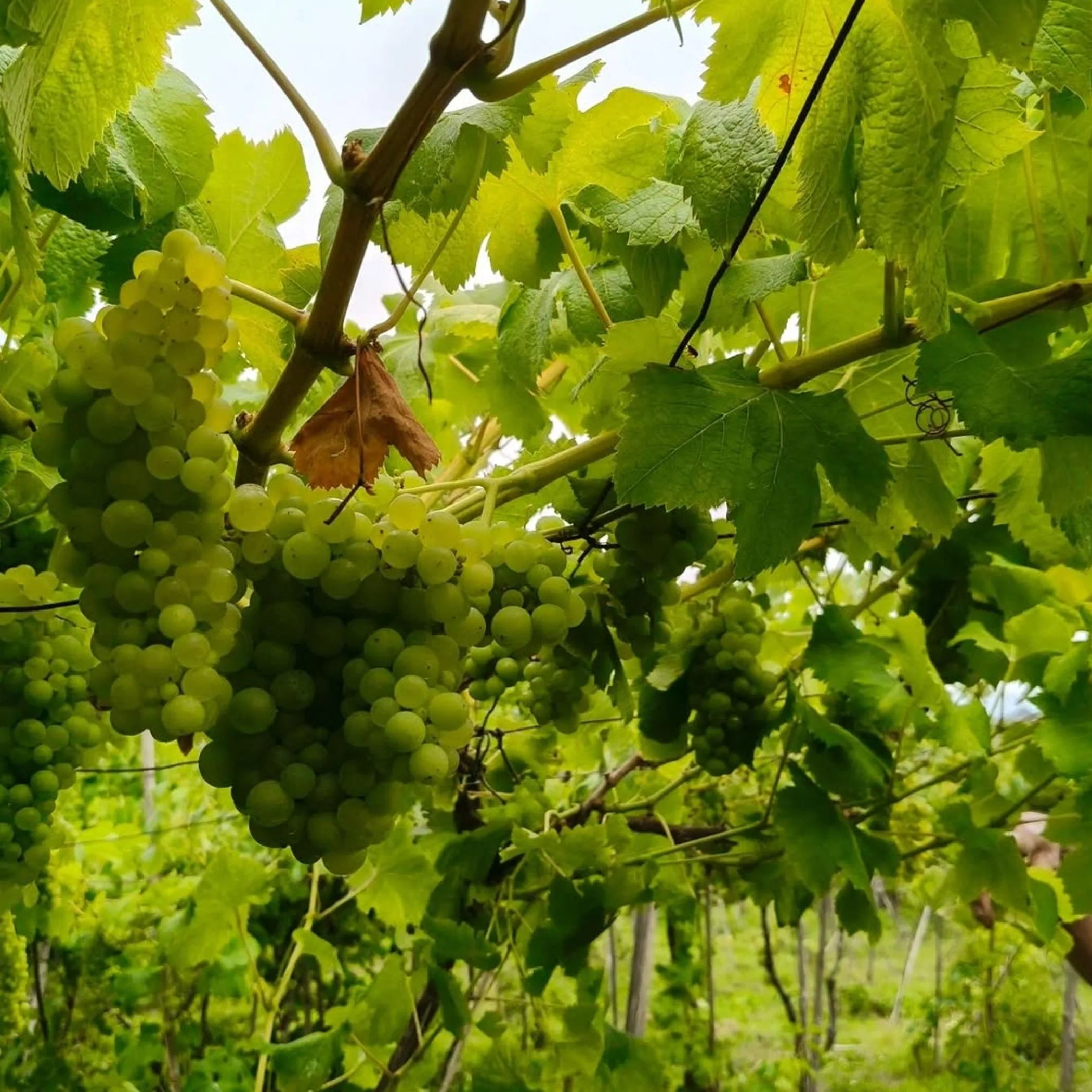 vineyard with clean grapes